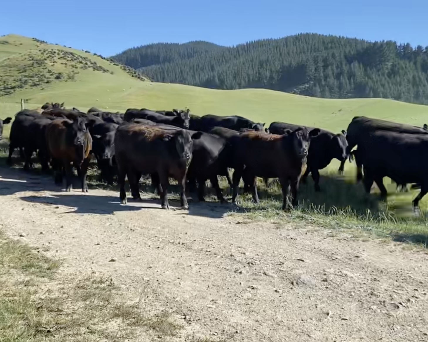 Inverloch Farms On-Farm Angus Cattle Sale