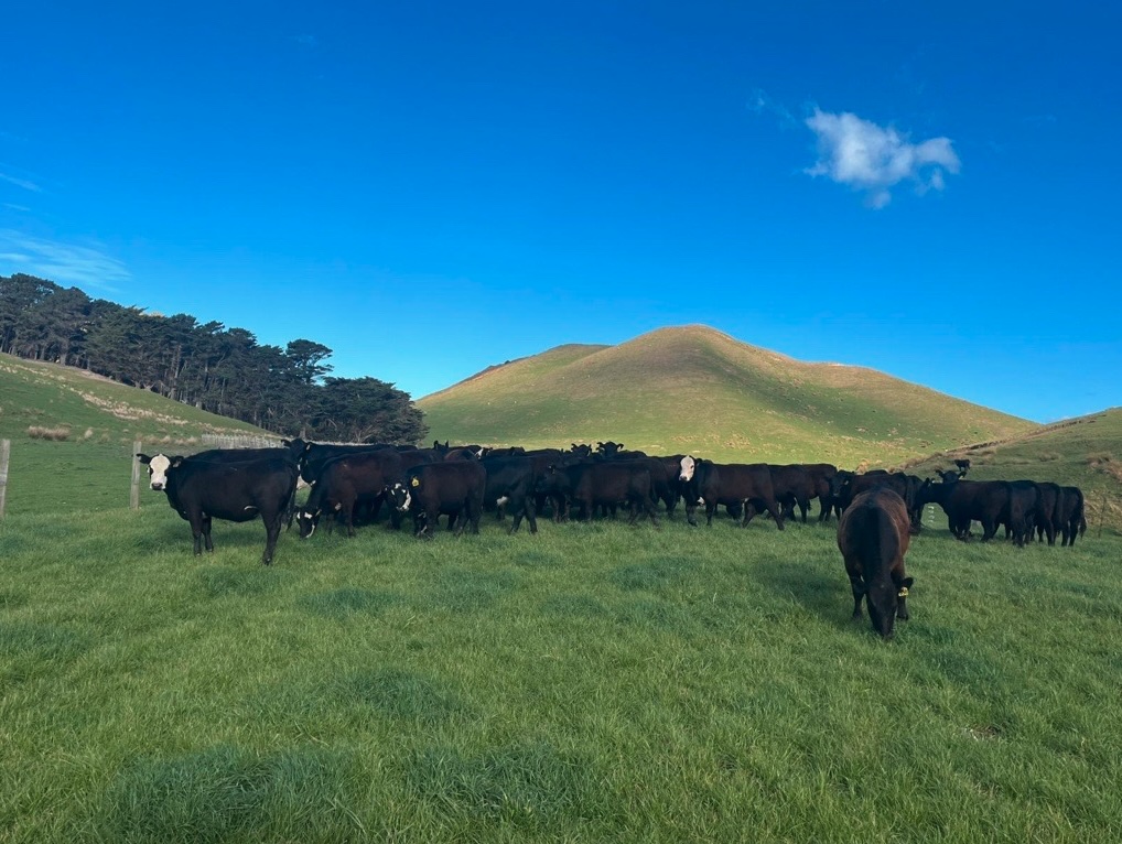 Tautane Station On-Farm Sale