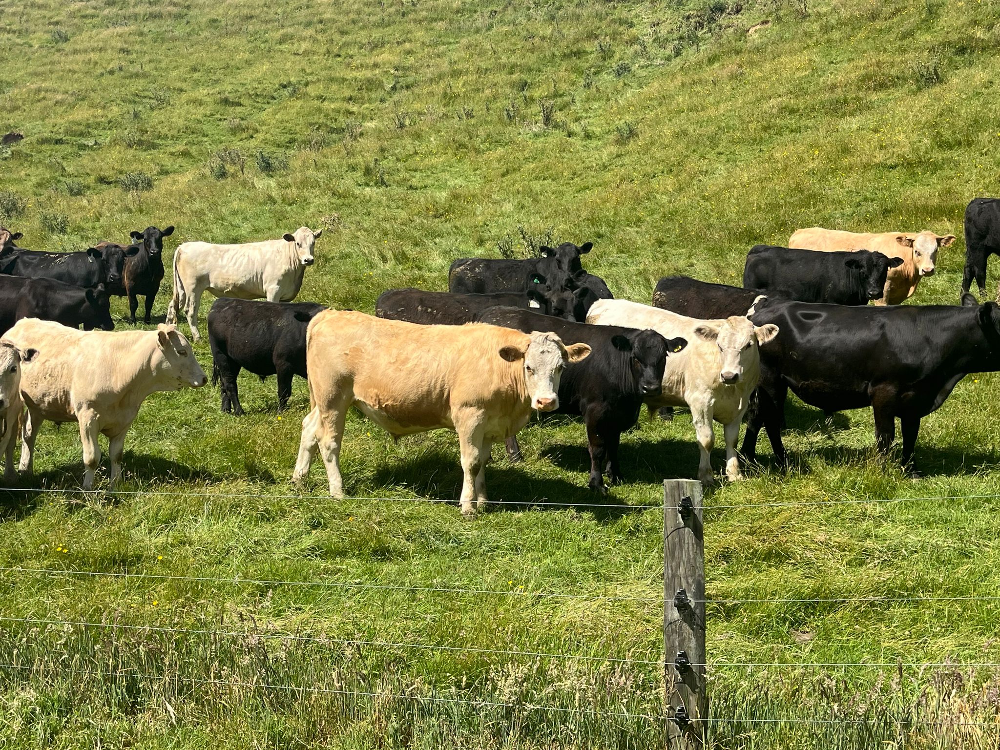 Tautara Matawhaura Māori Trust On Farm Sale
