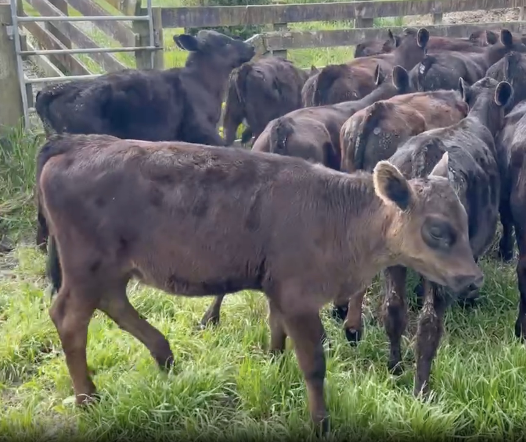 Angus cross cattle  - Image #1