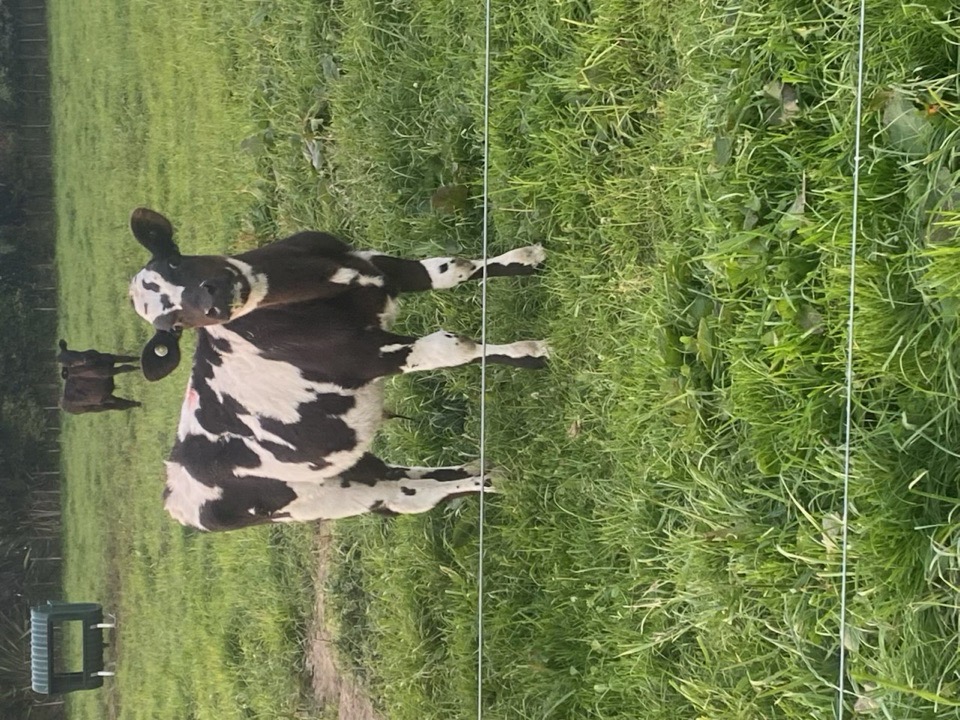 Friesian cross bulls  - Image #1