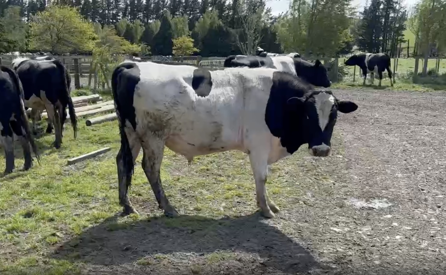 R2 Fri Bulls - Image #1