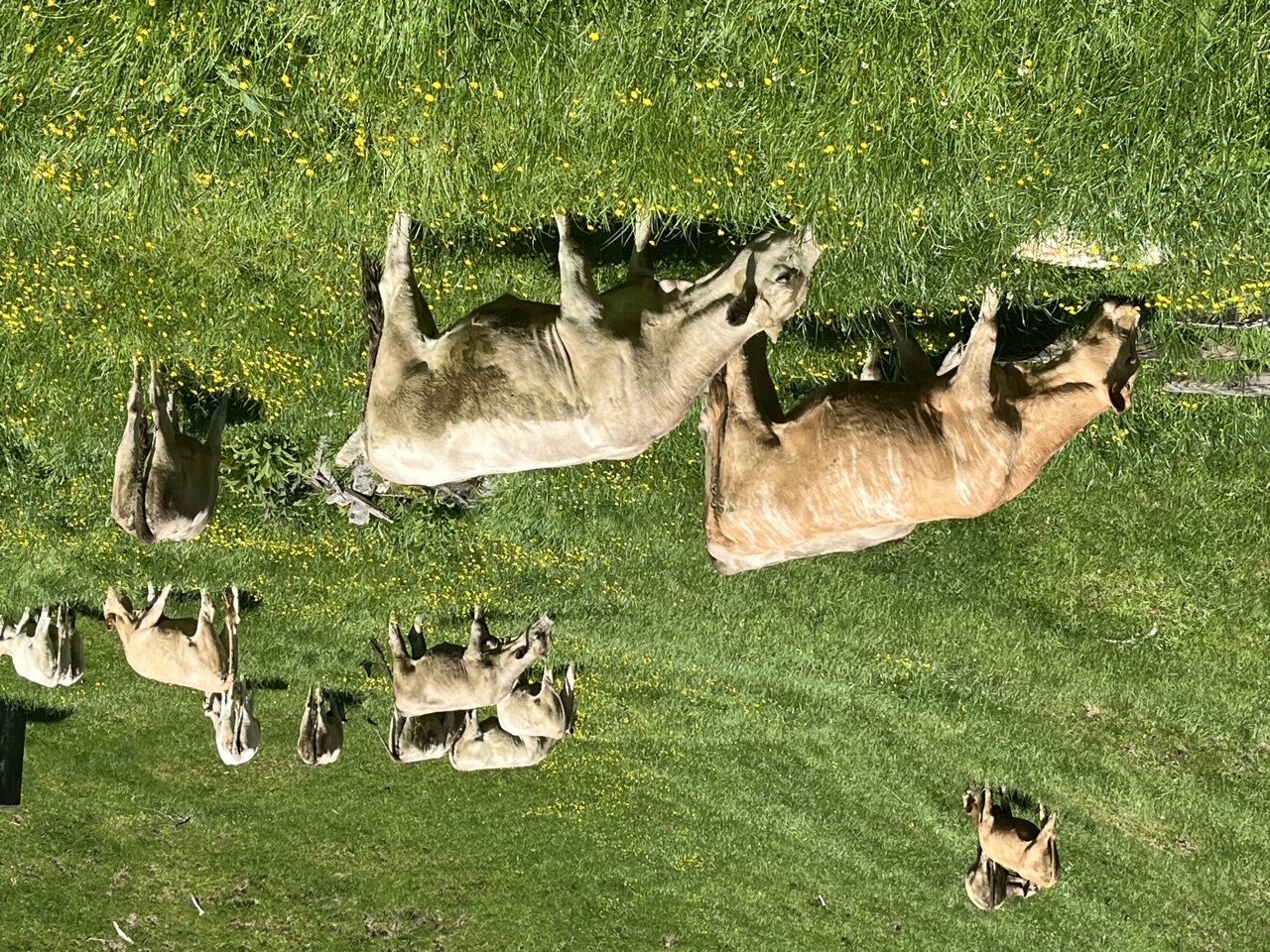 Quiet line of Owner reared Char Frsn heifers - Image #1