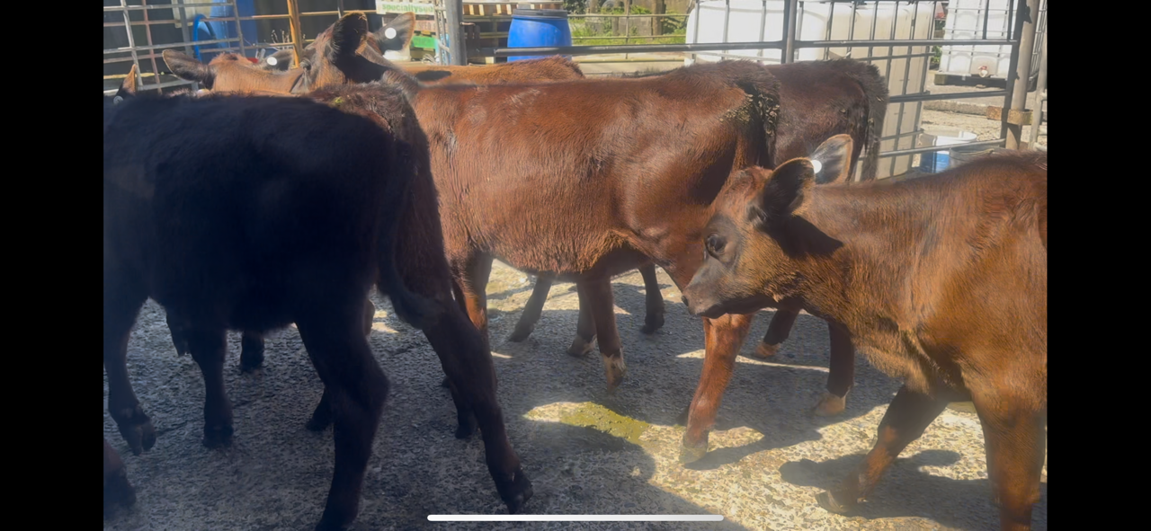 Weaner Heifers