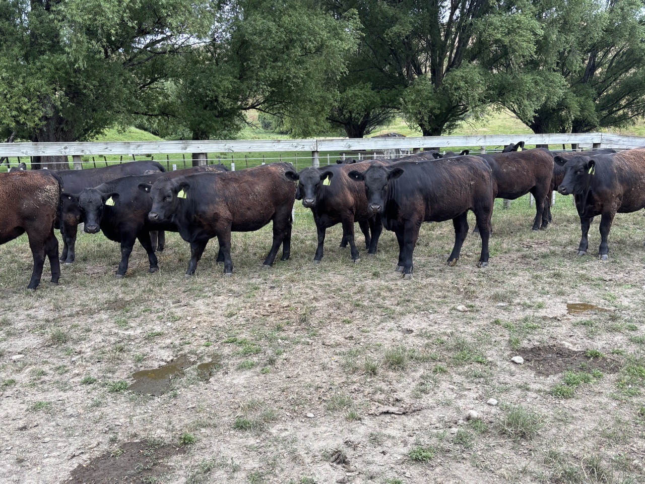 *CAPITAL STOCK*
 - Image #1