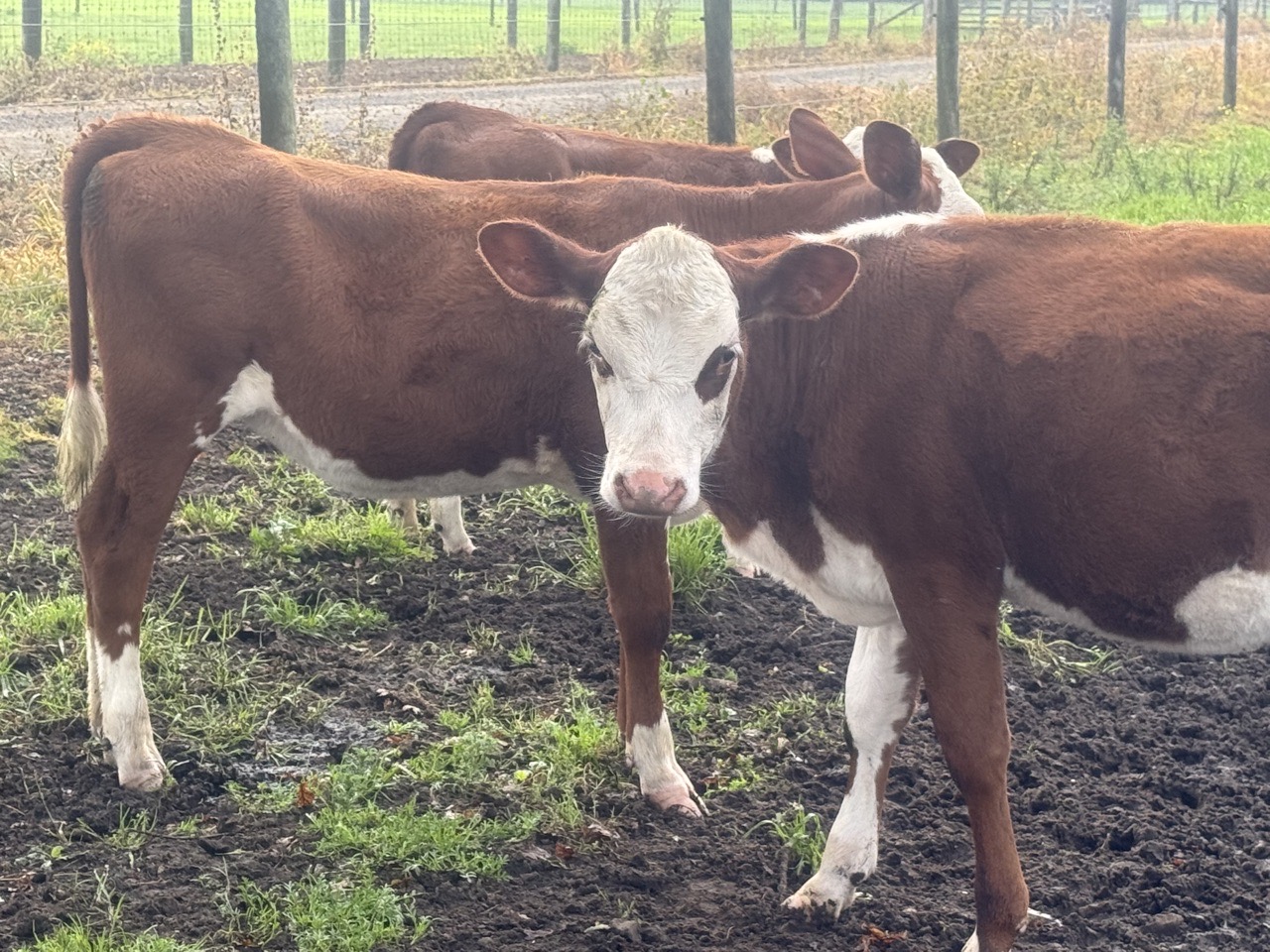 Weaner Heifers