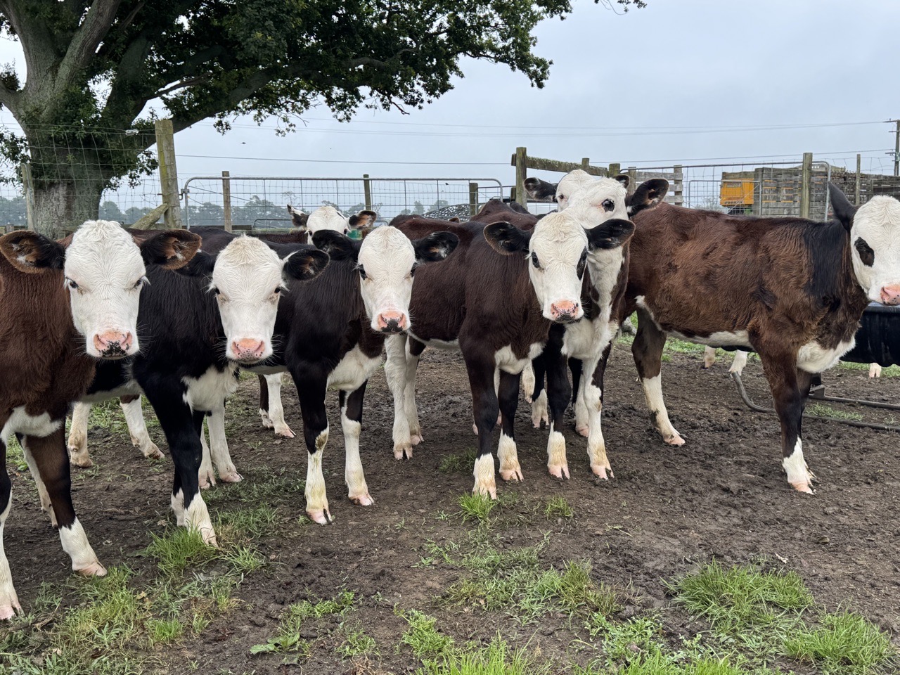 Weaner Heifers