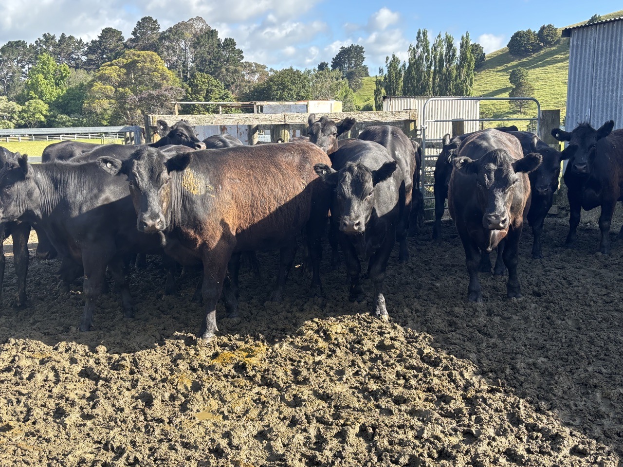 Angus R2  Steers - Image #1