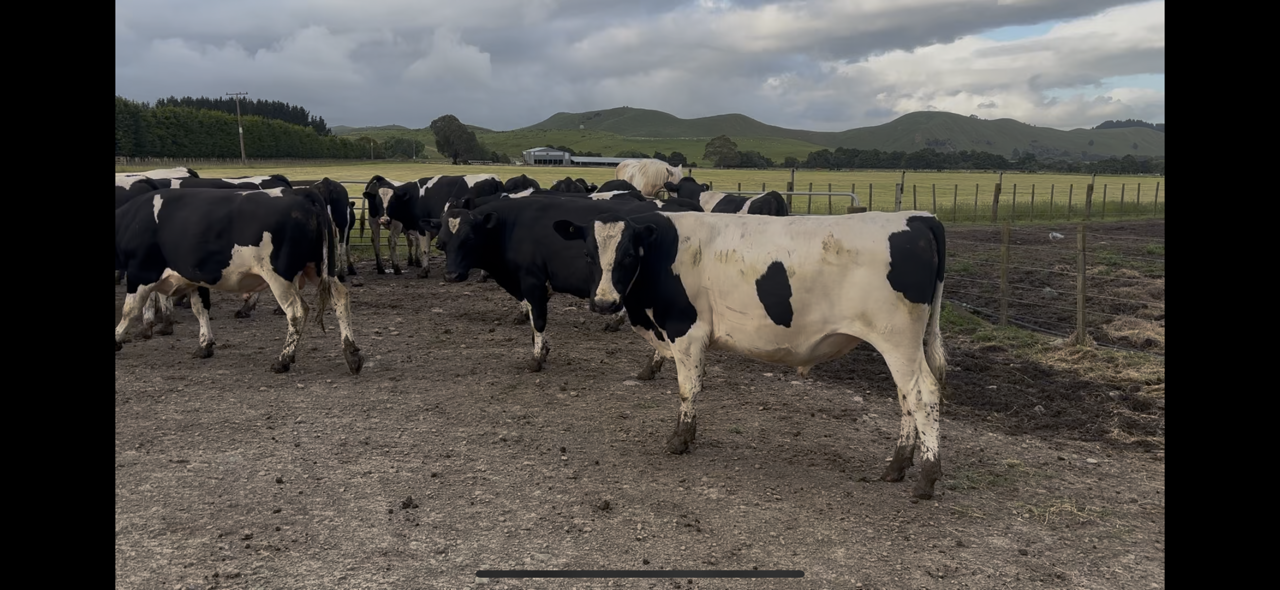 Yearling Bulls - Image #1