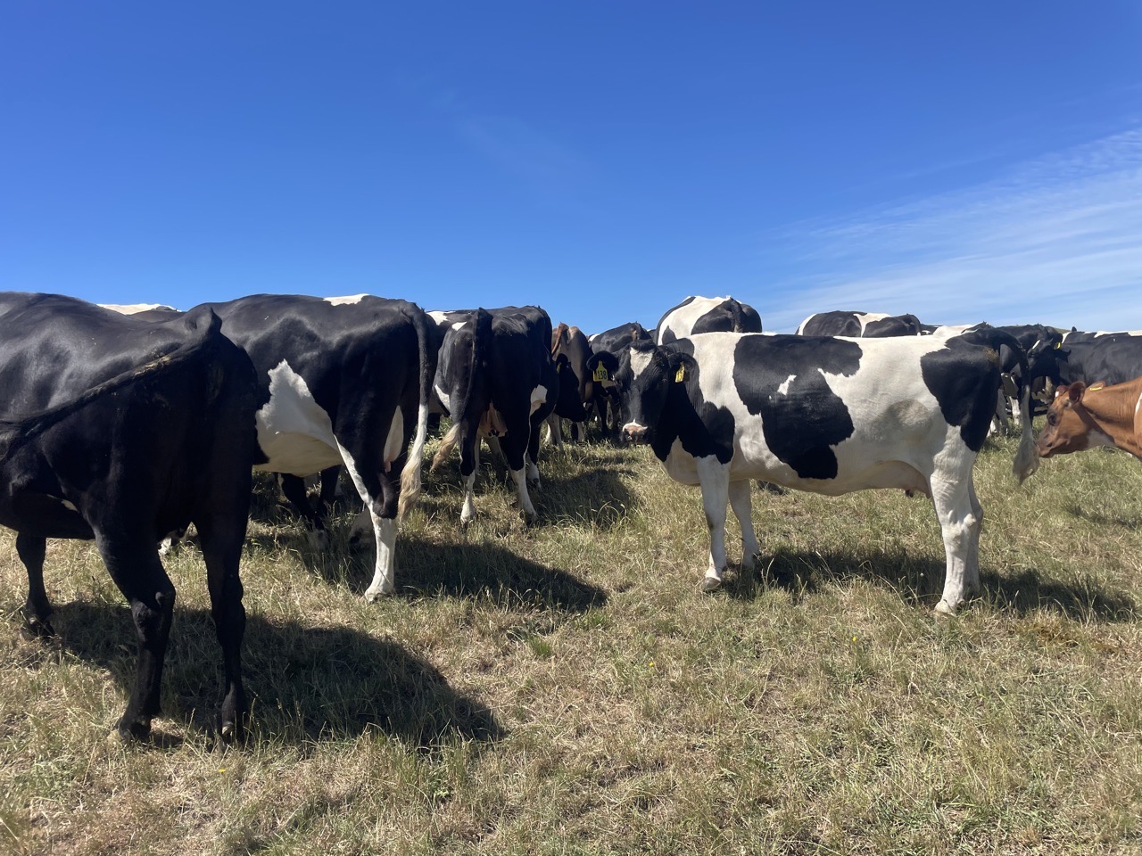 autumn calving cows  - Image #1