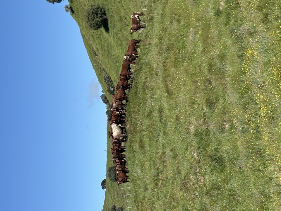 2yr shorthorn steers - Image #1