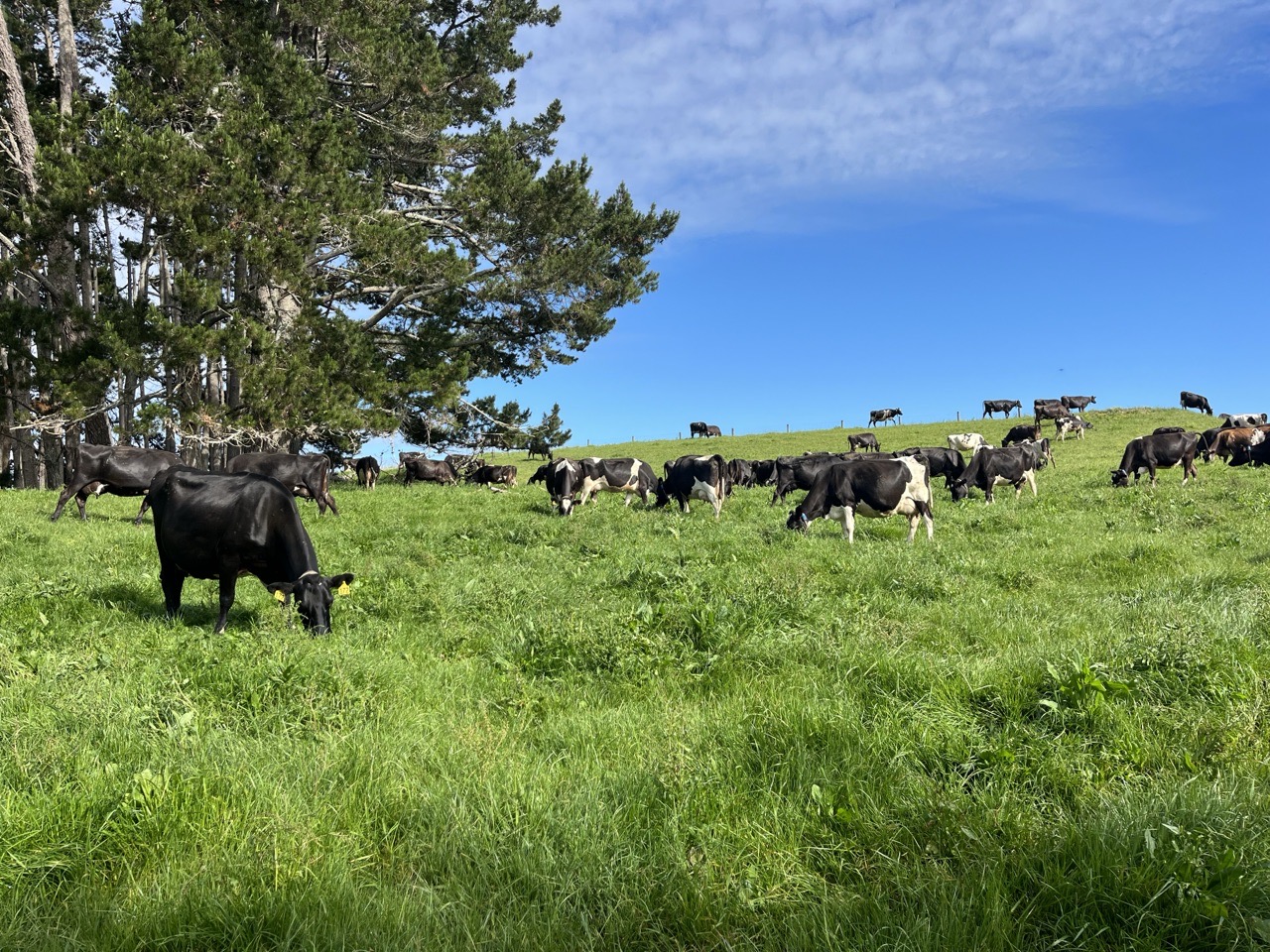 G3 Profiled - 3 digit - long established herd  - Image #1