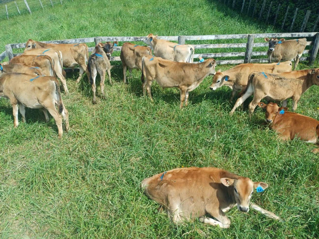 25 jersey bulls suitable for breeding  - Image #1