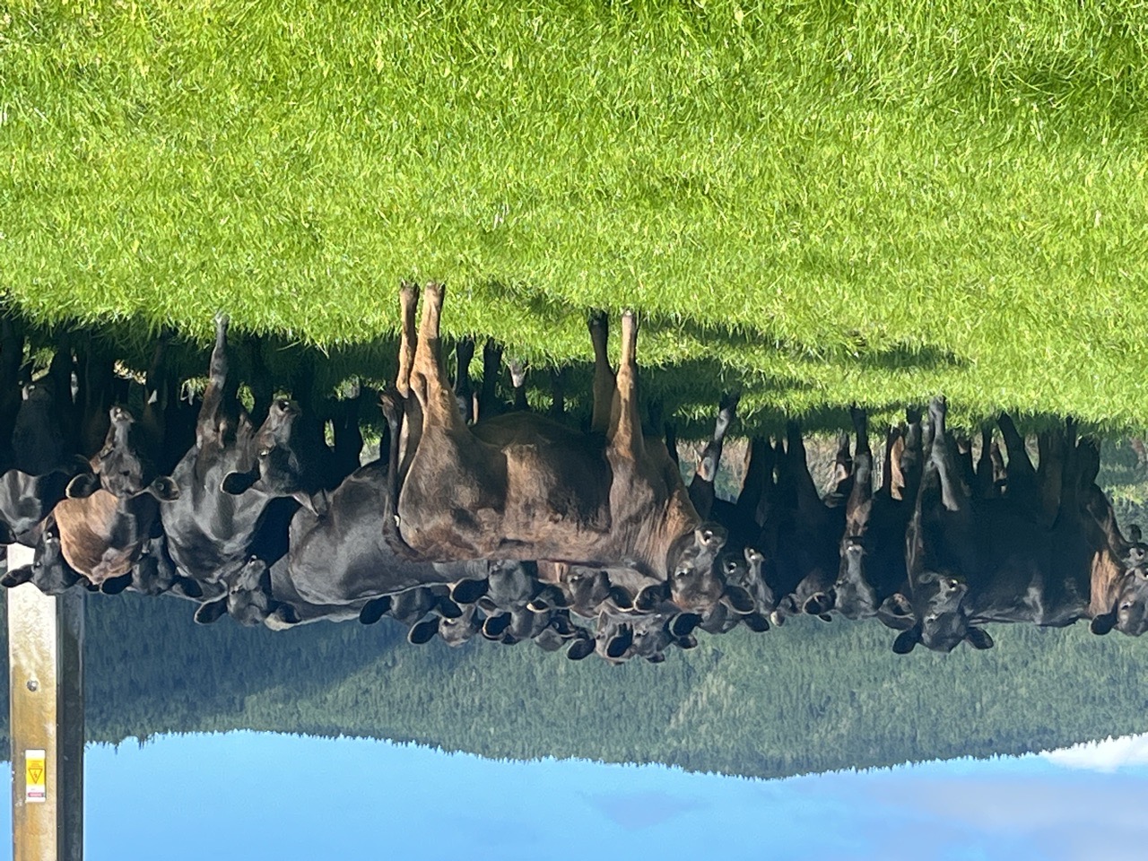 Wnr Ang Frsn x Heifers - Image #1