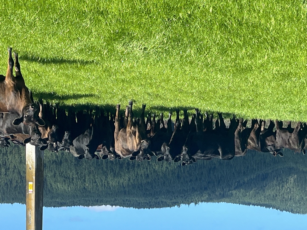 Wnr Ang Dairy X bulls - Image #1