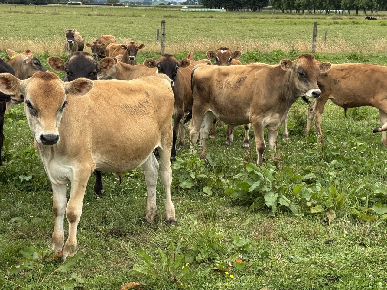Weaner jersey bulls  - Image #1