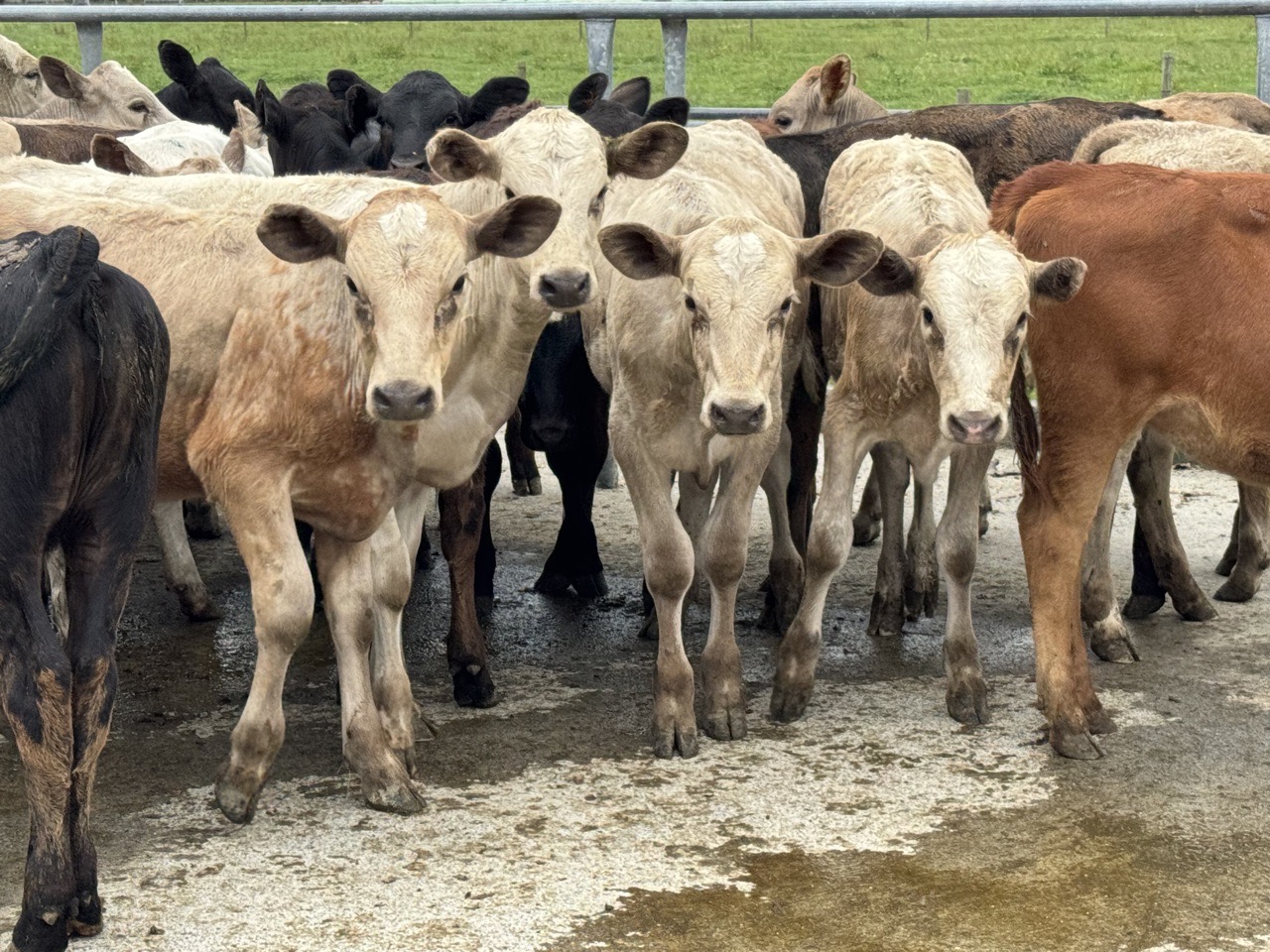 Beef  Weaner heifers  - Image #1
