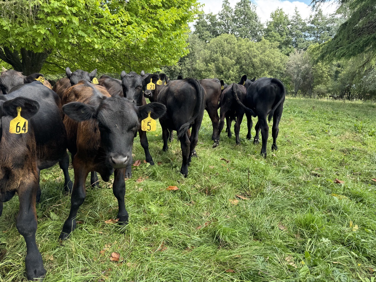 Angus fren bull calves  - Image #1