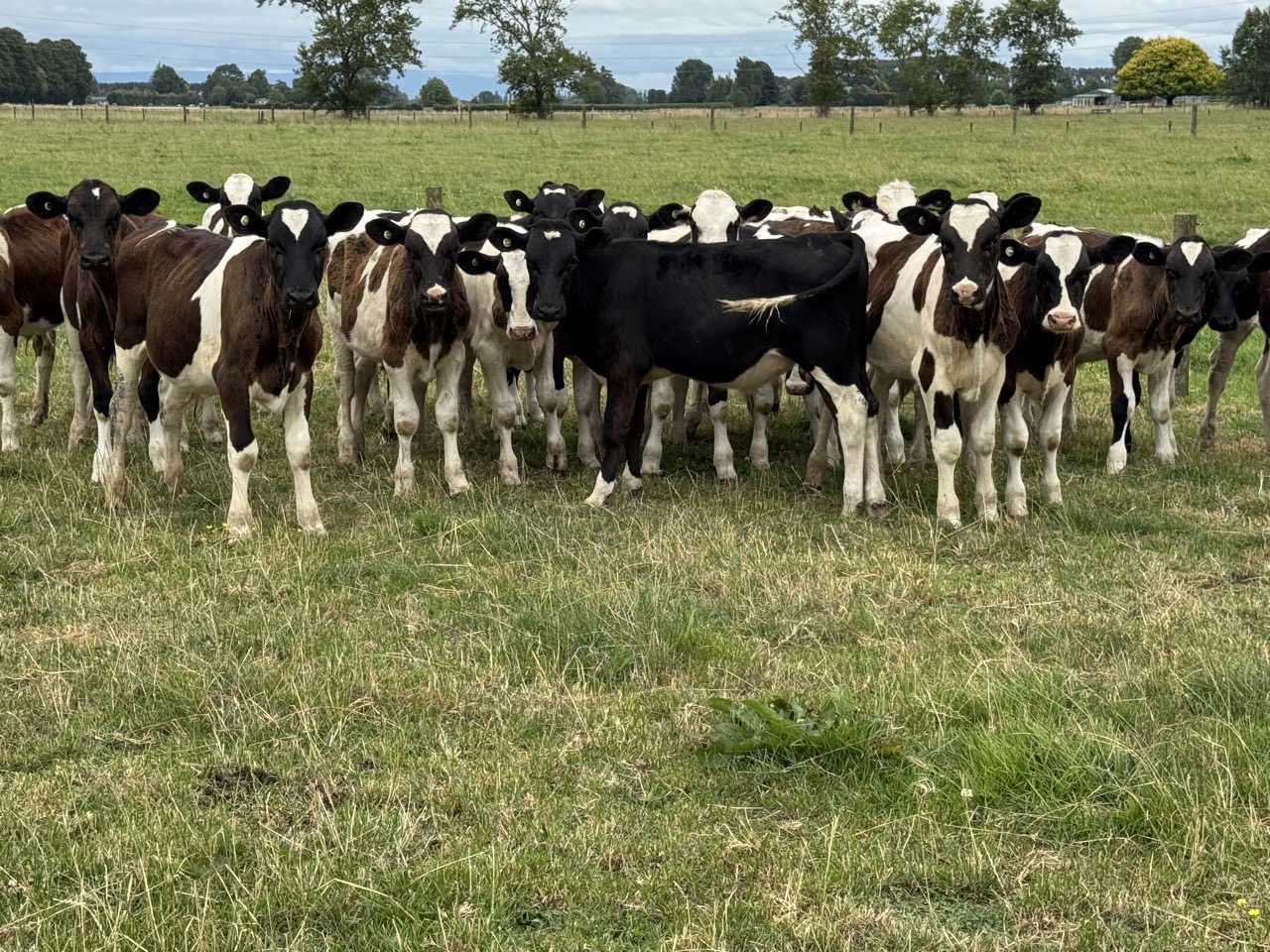 Weaner fren bull calves  - Image #1