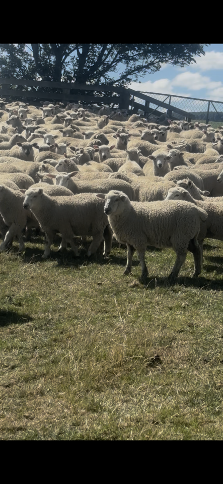 Terminal x Mixed sex Lambs - Image #1