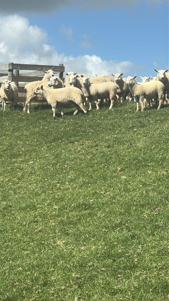 M/S terminal lambs  - Image #1