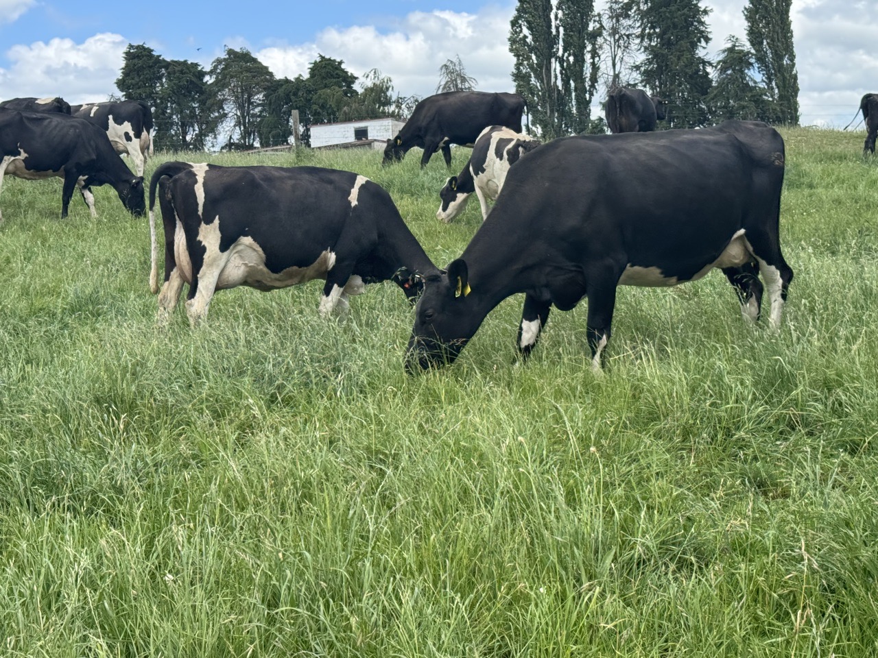 Top quality Friesian Friesian cross Herd  - Image #1