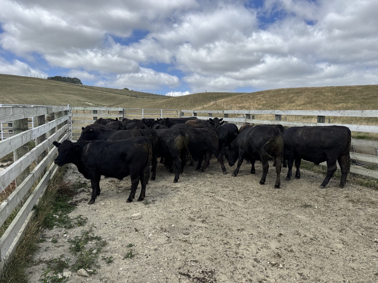 Angus steers  - Image #1