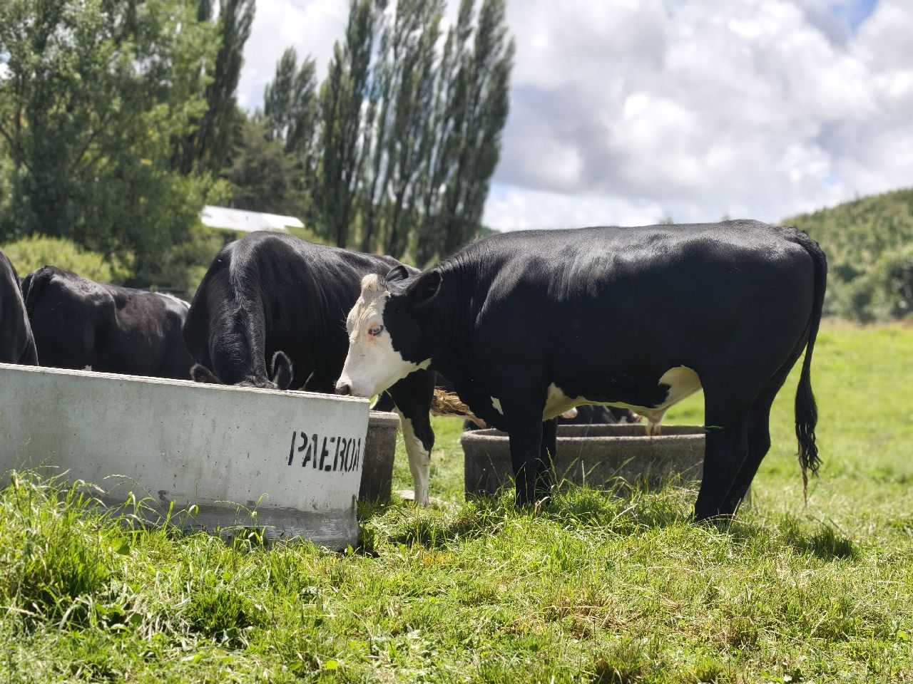 2yr Steers  - Image #1