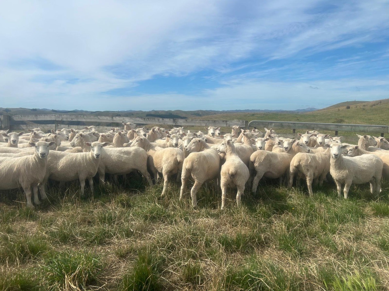 4 th romeny ewes  - Image #1