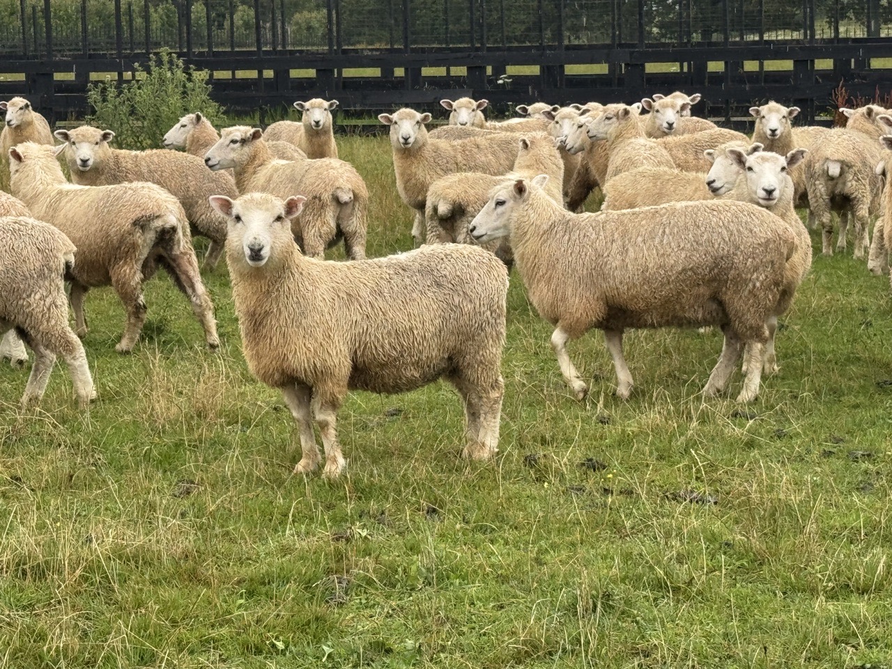 2-Tooth Ewes