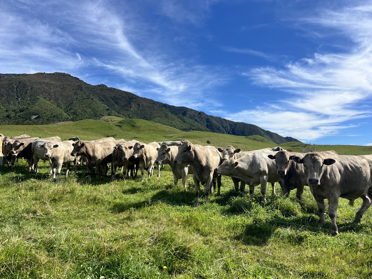 Beef Cross Bulls  - Image #1