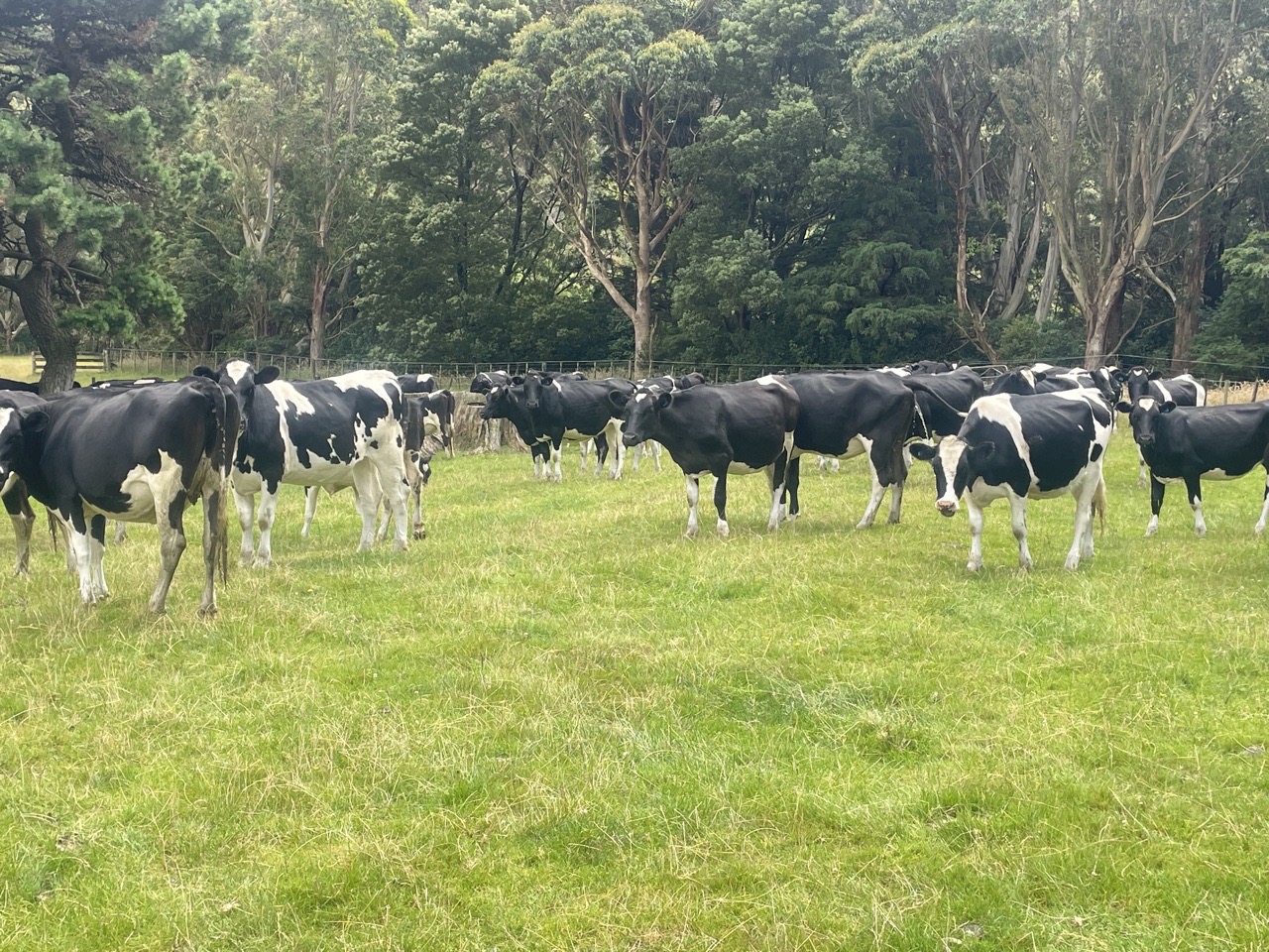 Friesian IC Heifers - Image #1