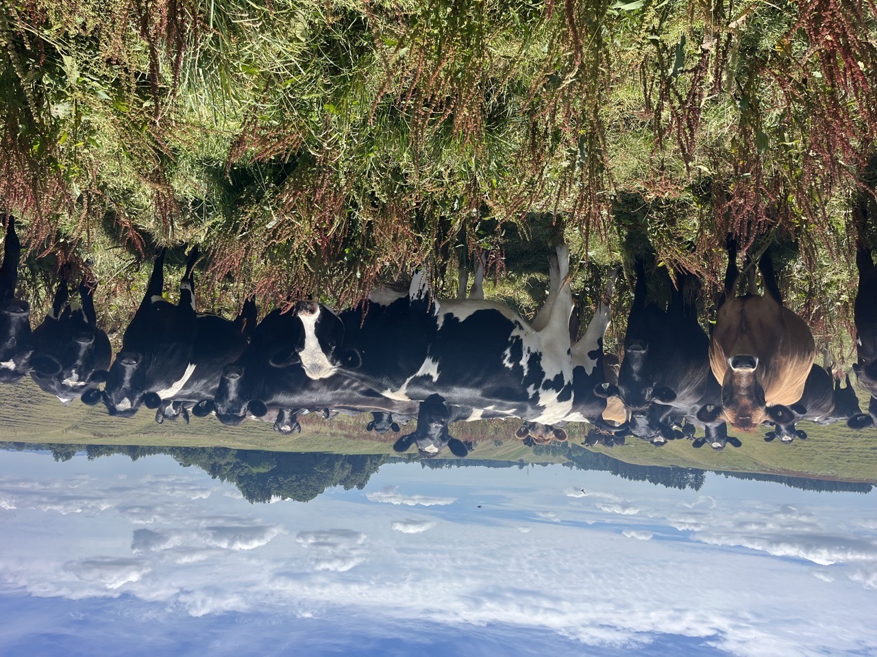 Incalf xbred heifers - Image #1