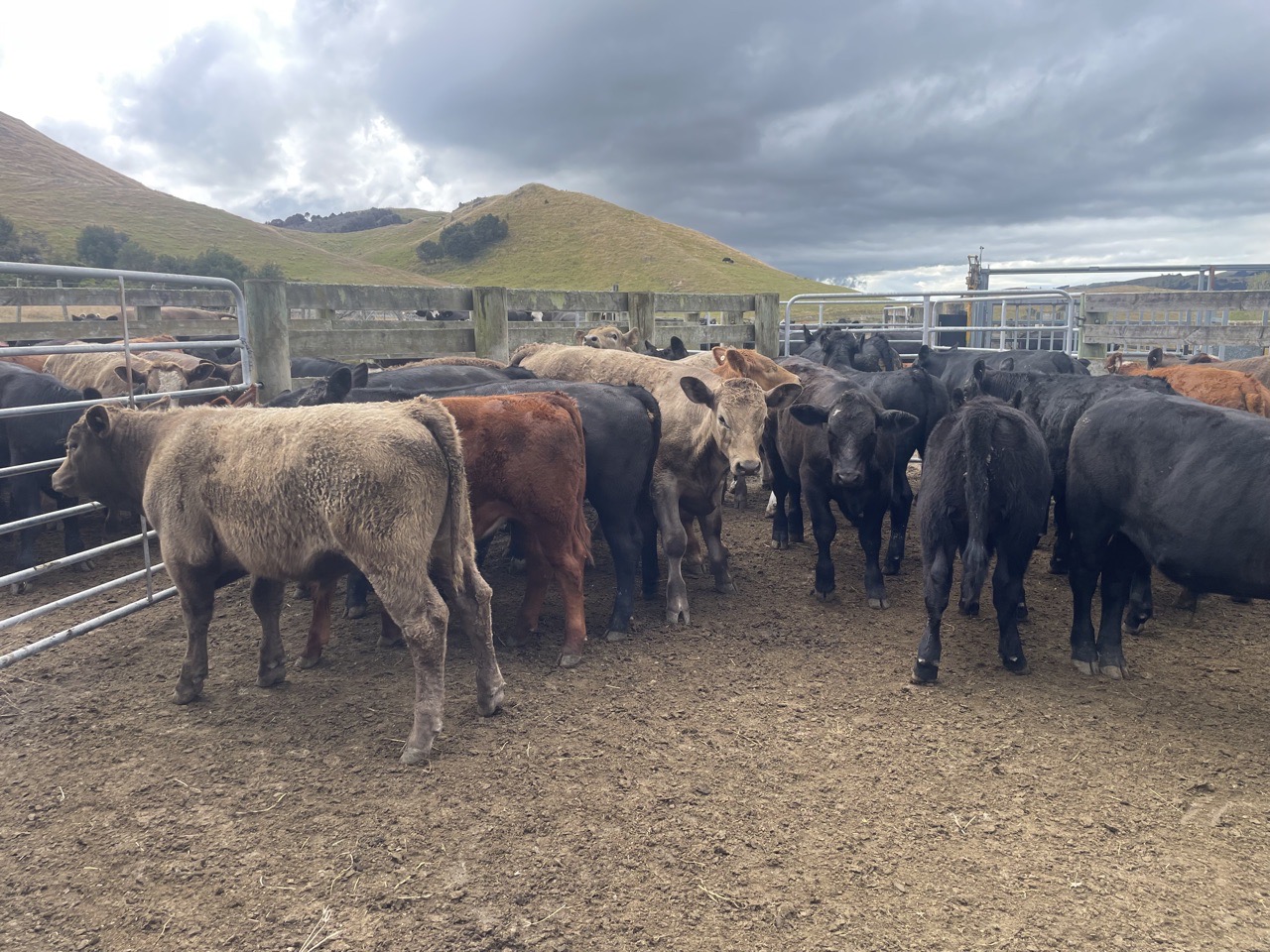 angus X simmental Wnr Strs  - Image #1