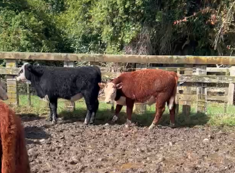 weaner steers  - Image #1