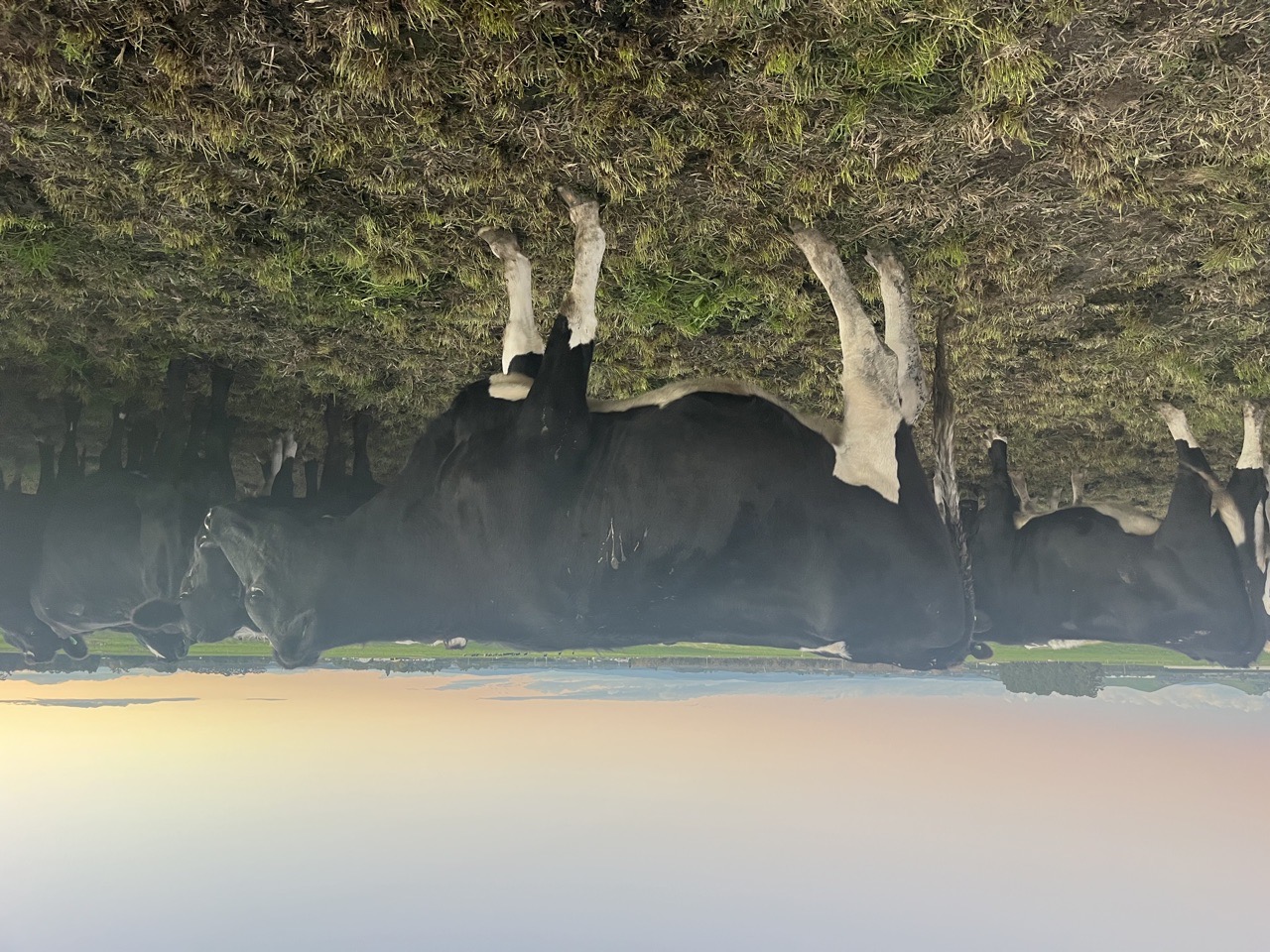 Capital line of incalf heifers - Image #1