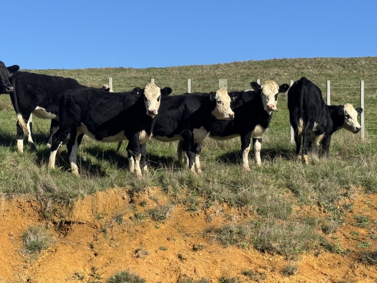 Aut born Hereford fren x heifers  - Image #1