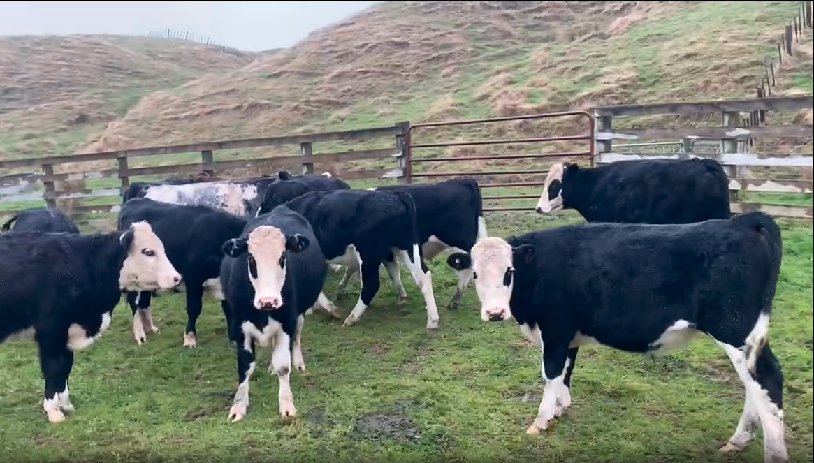 20 R2 steers beef x  - Image #1