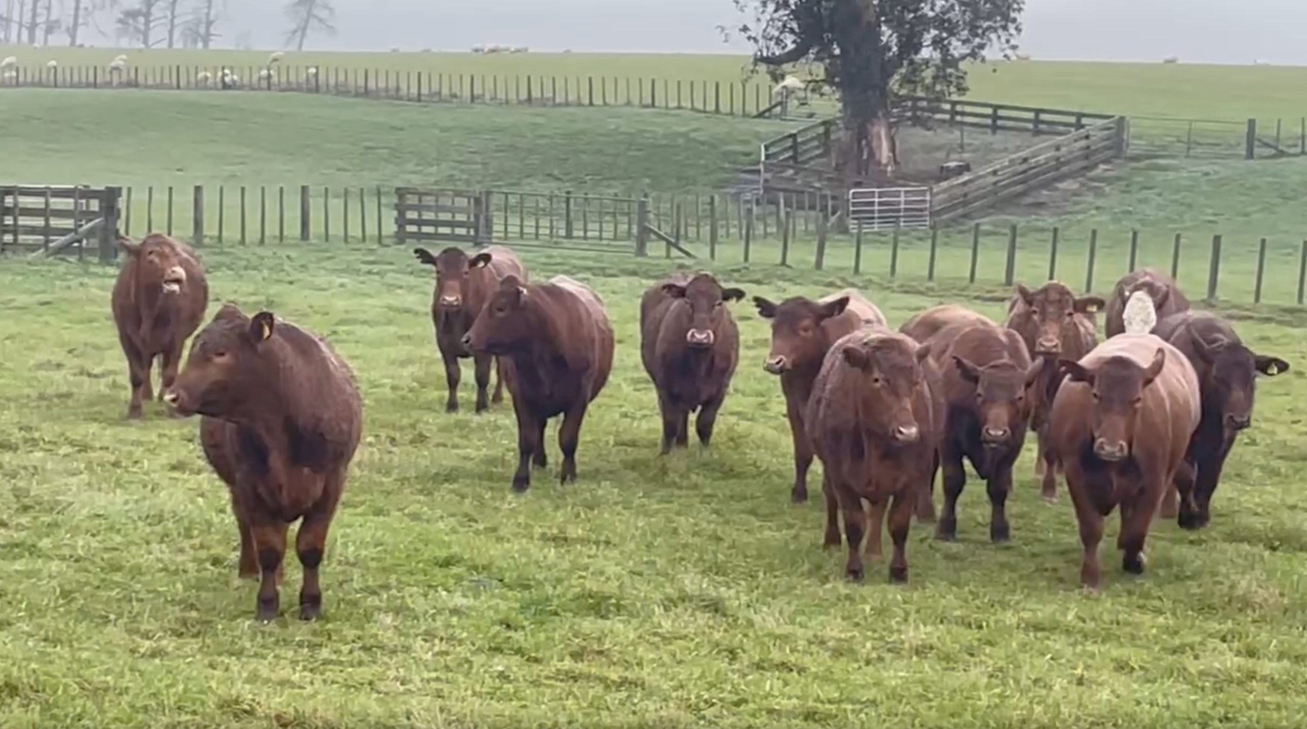 R2 Steers