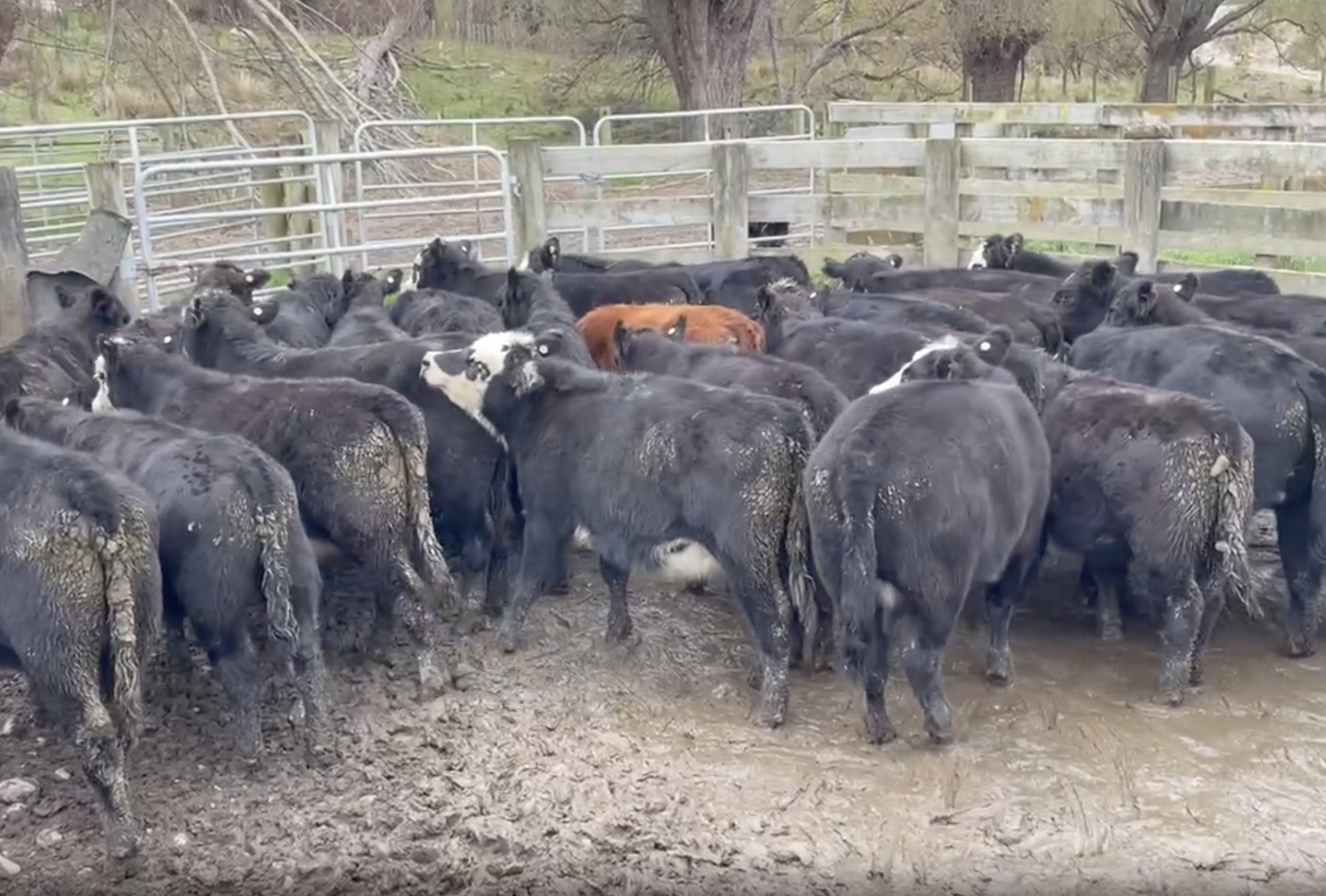 R1 Heifers