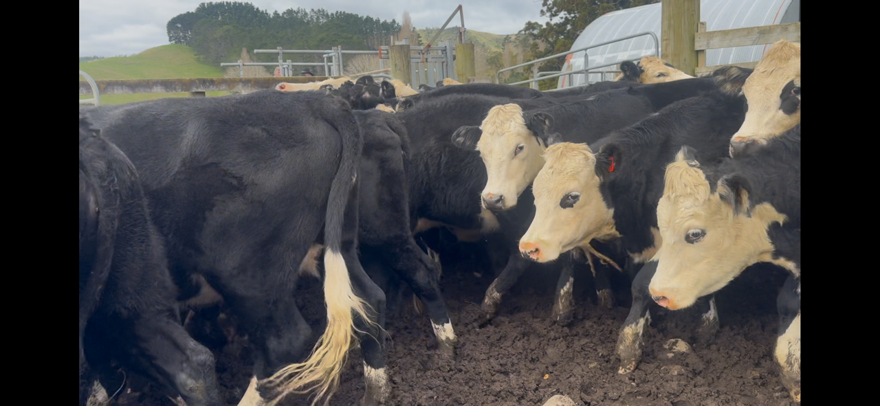 R2 wf heifers  - Image #1