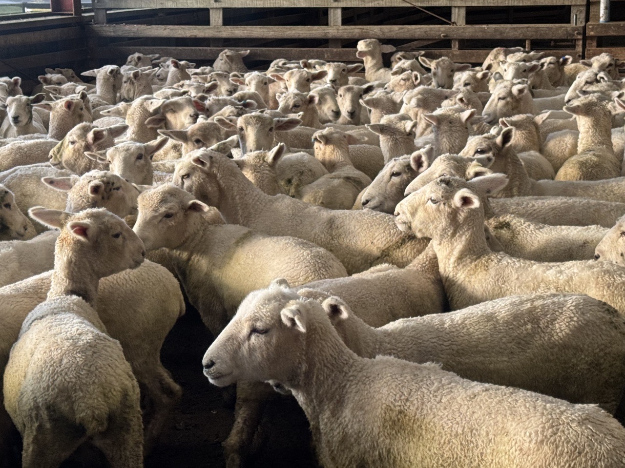 Romany ewe and weather lambs   - Image #1