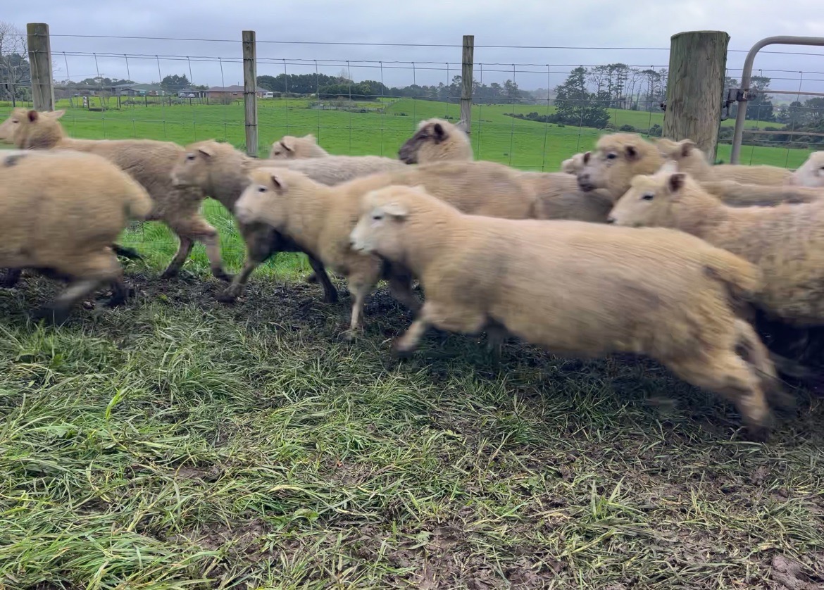 Mixed Sex Lambs
