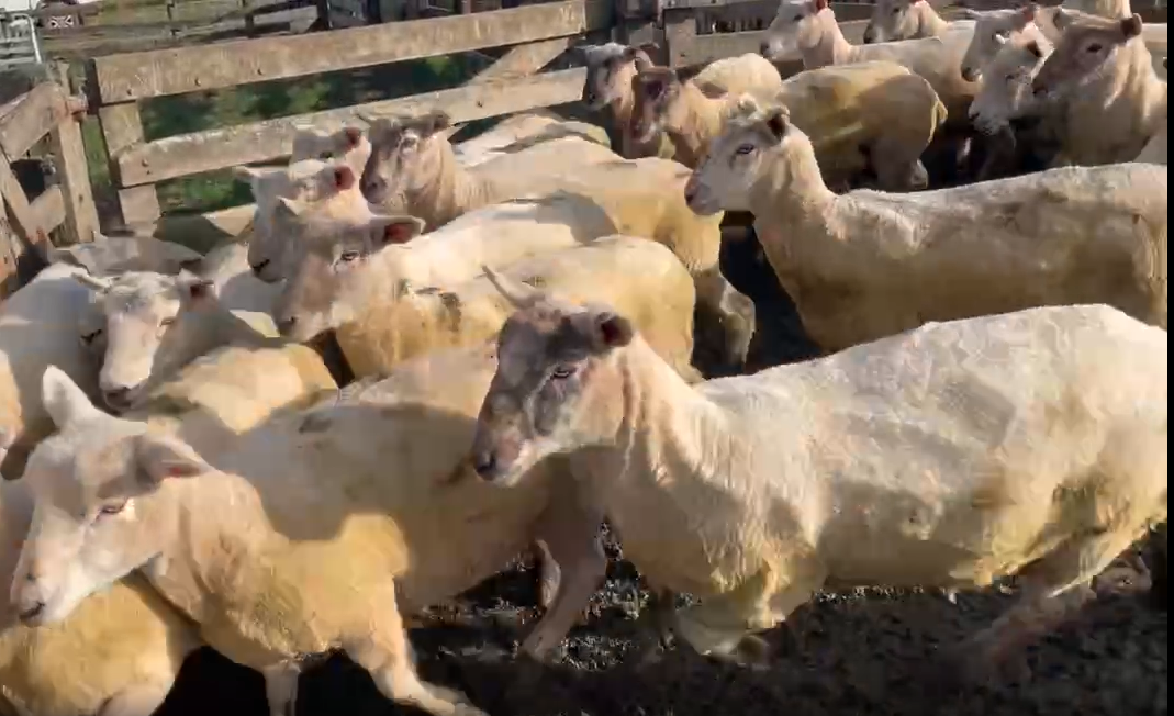 515 shorn ewe lambs  - Image #1