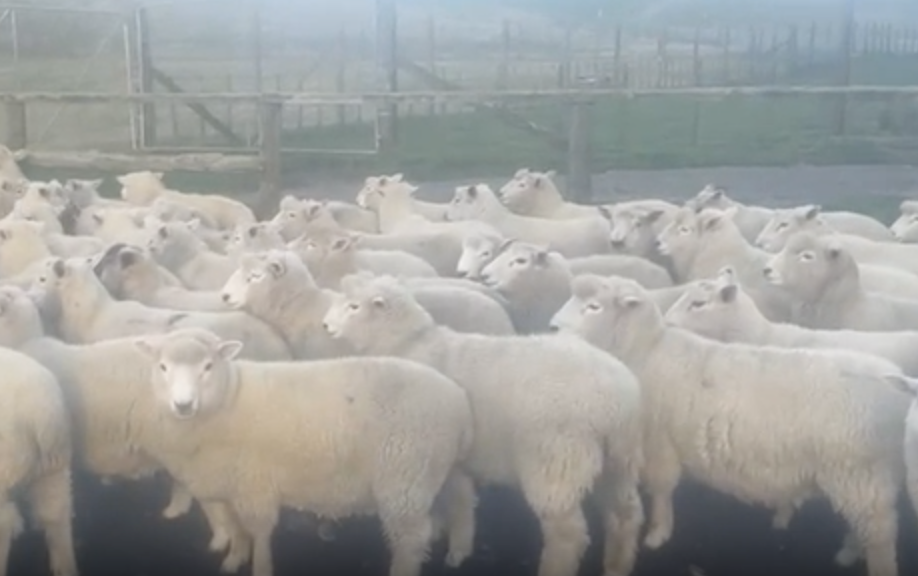 Cryptorchid Lambs