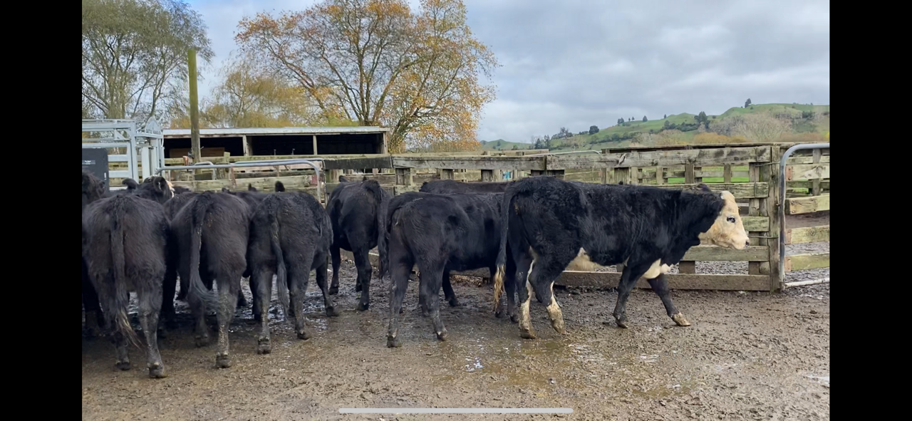 R2 Heifers