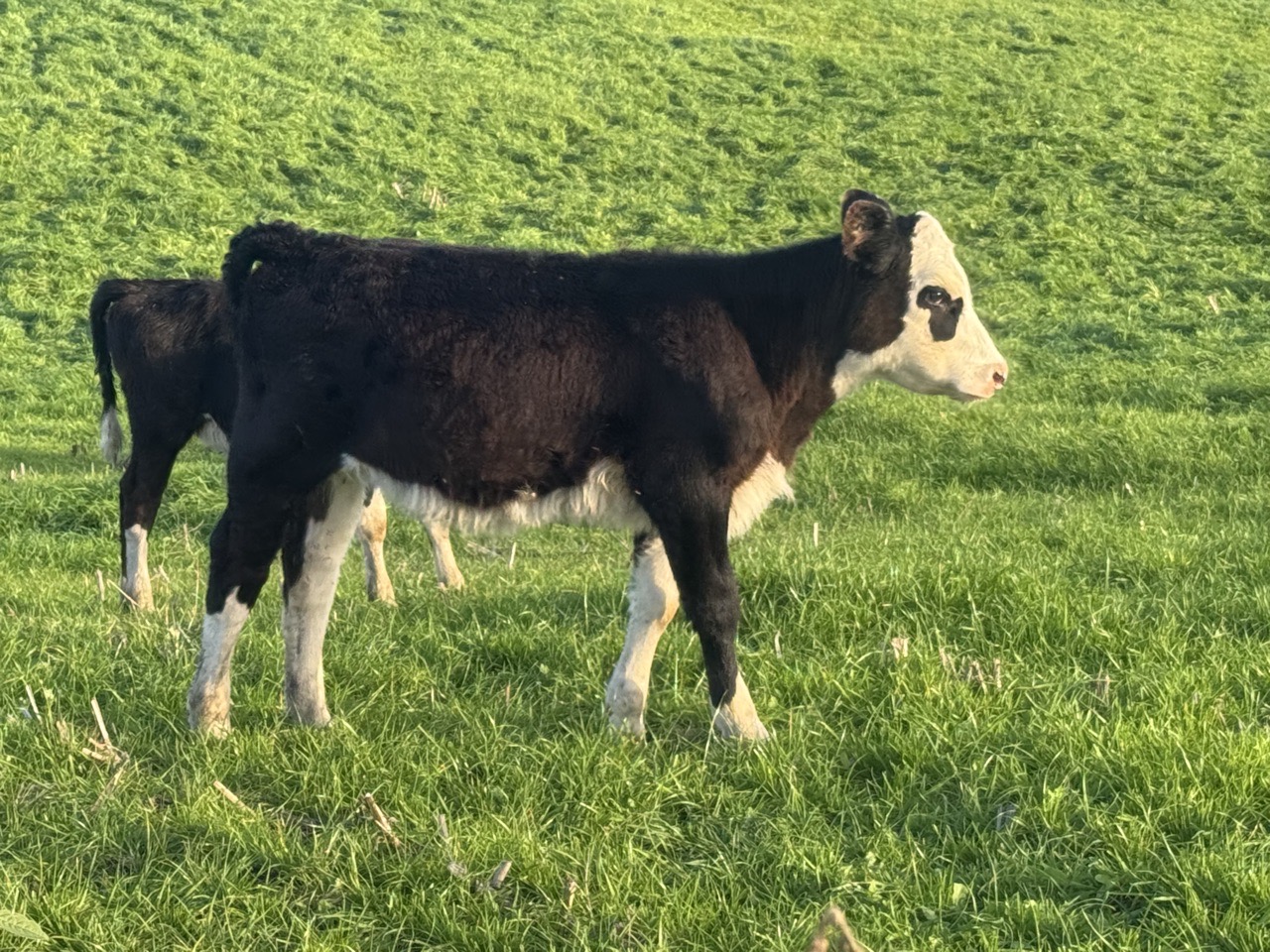 Weaner Heifers