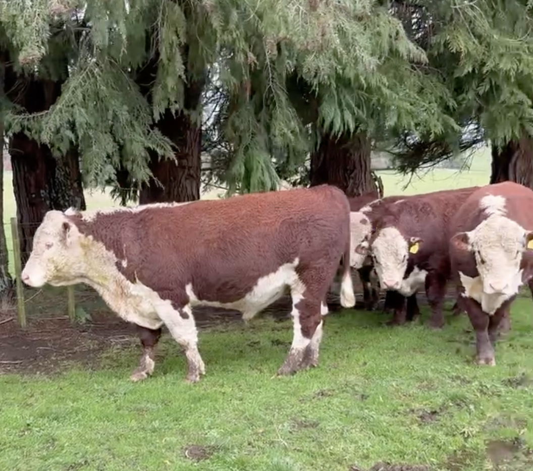 R2 Bulls
