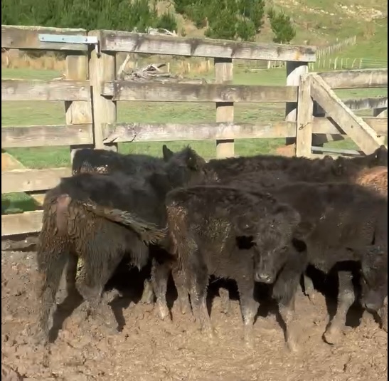 Weaner Steers - Image #1