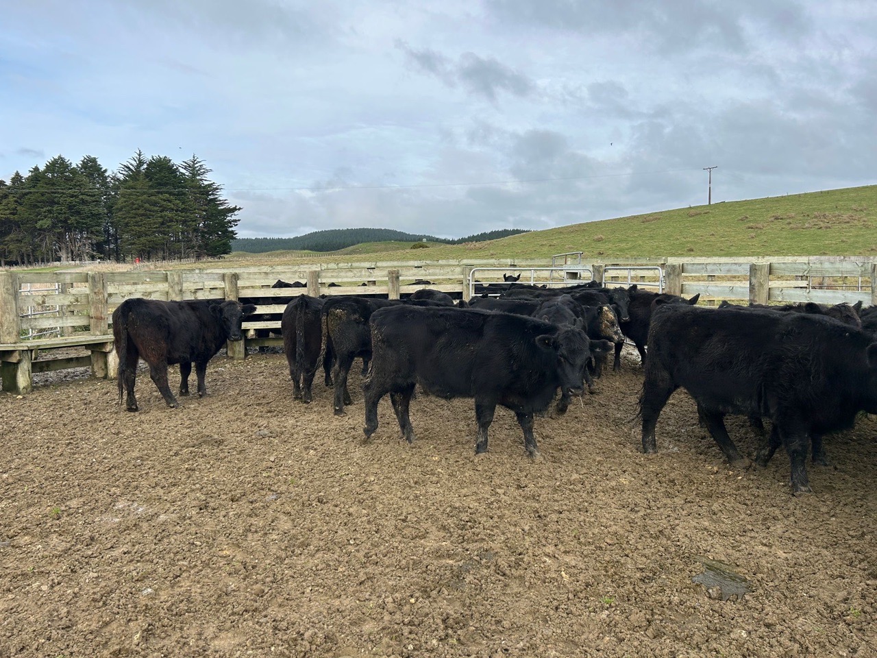 R2 Steers